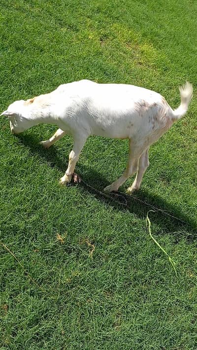 Pointed Tedda Breeder Male Female and Kid for Sell