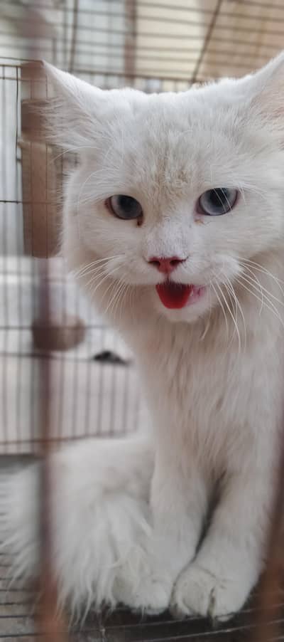 Persian cat double coat