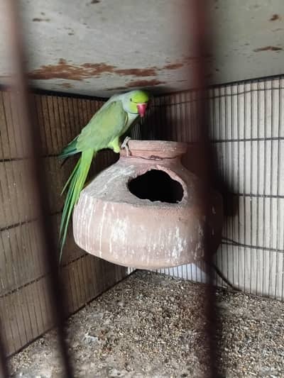 [Cockatiel / Green Ringneck] Parrot for Sale – Healthy and Active