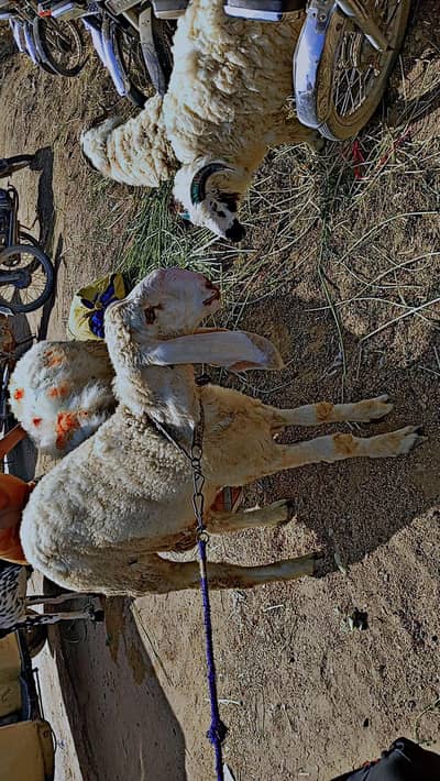 sale sheep