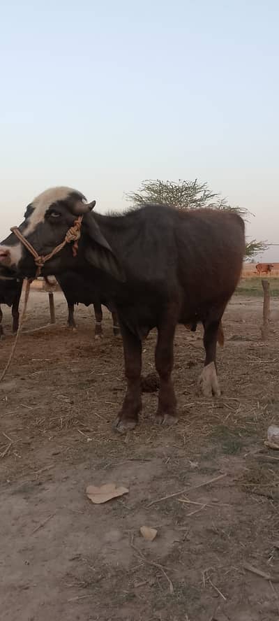 Buffalo for sale / Bhansa for Sale / Kata For Sale