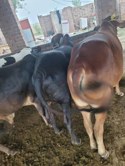 Bulls for sale Qadir Pur Rawan