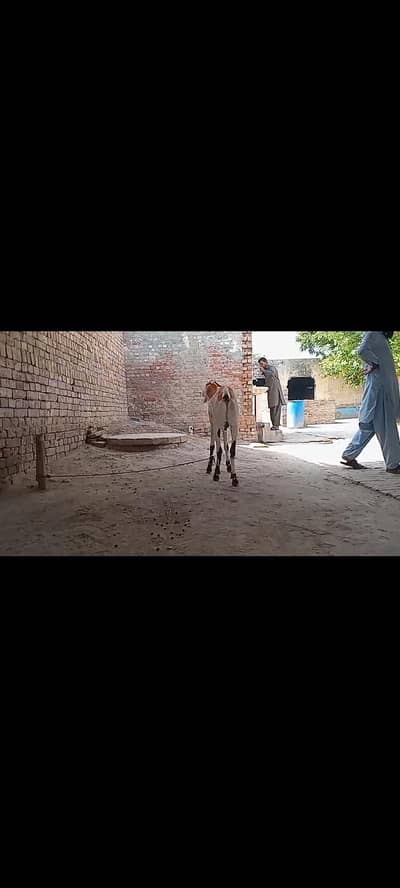 2 dant khasi bakry sal