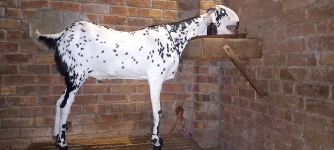 Bakra khasi