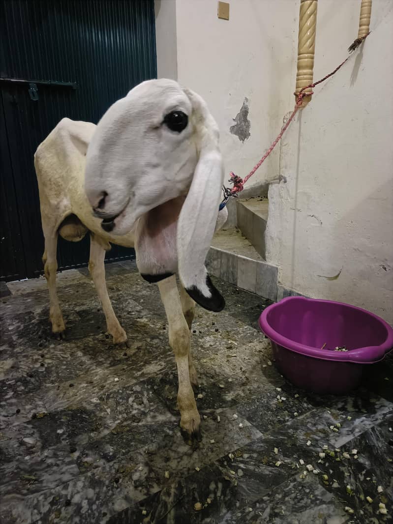 sheep 3