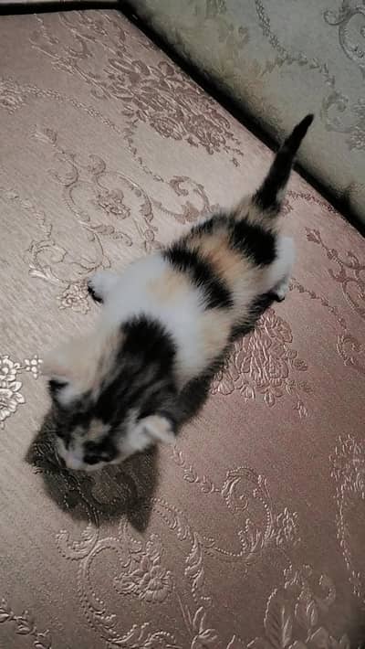 Persian kittens