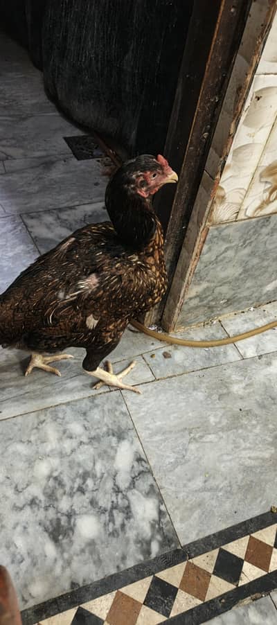 aik or murgi h wo bhi black colour ki h 3 hi andy deti h