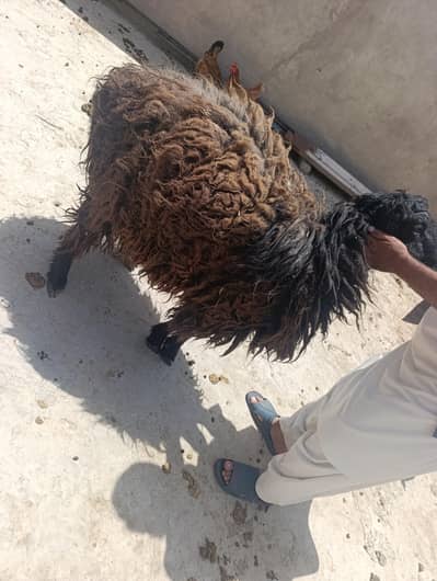 heavy weight shinvari khassi dumba. . 1250 rupees per kg k hissab s