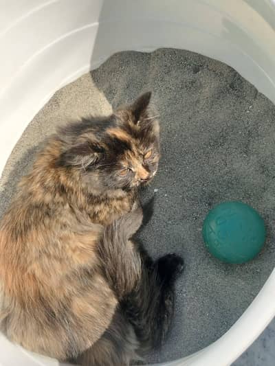 cat name bella