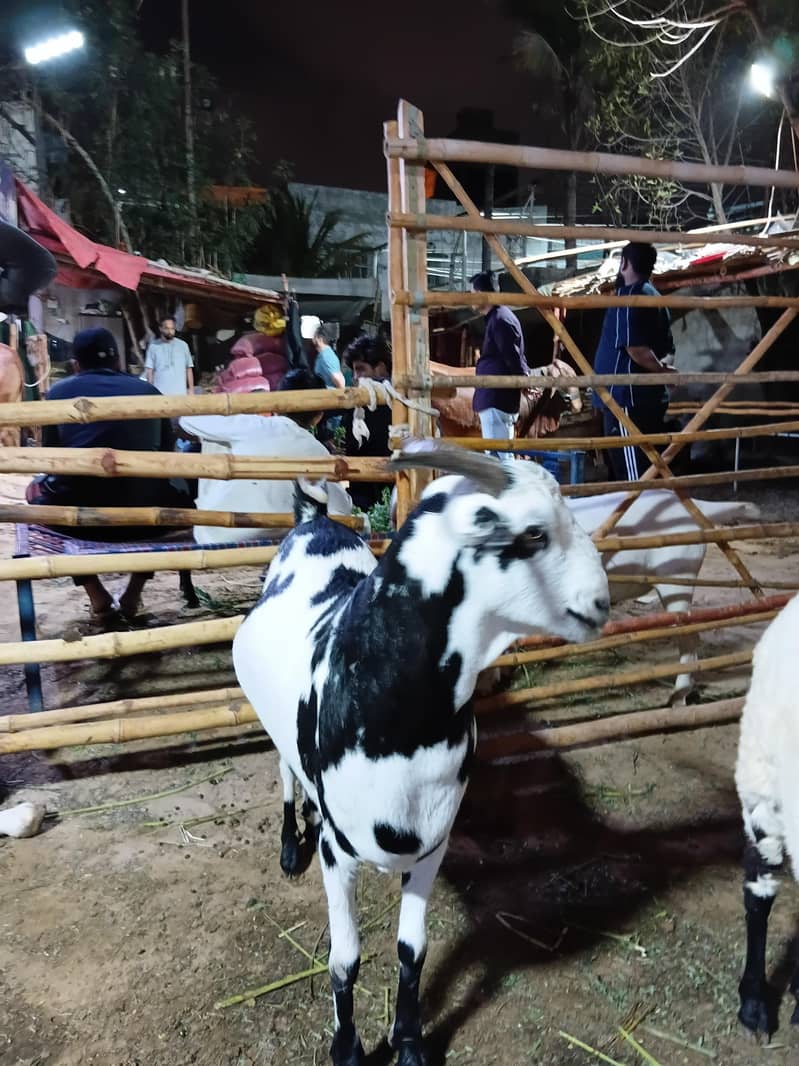 teddy bakra 0