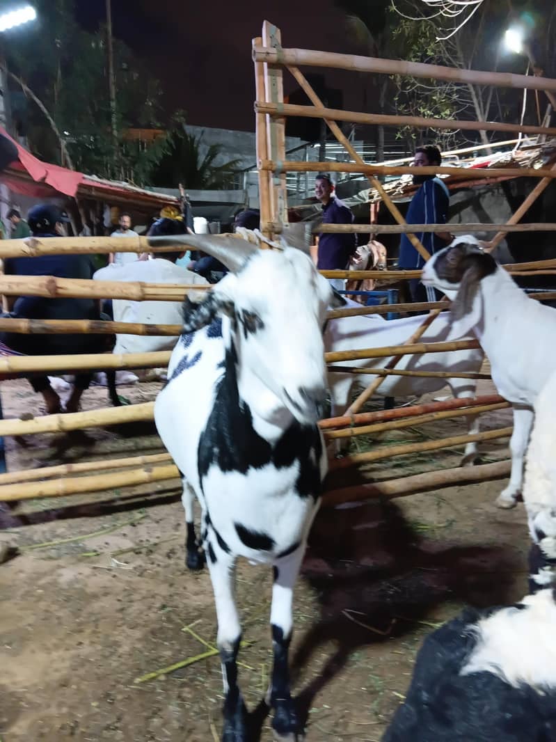 teddy bakra 1