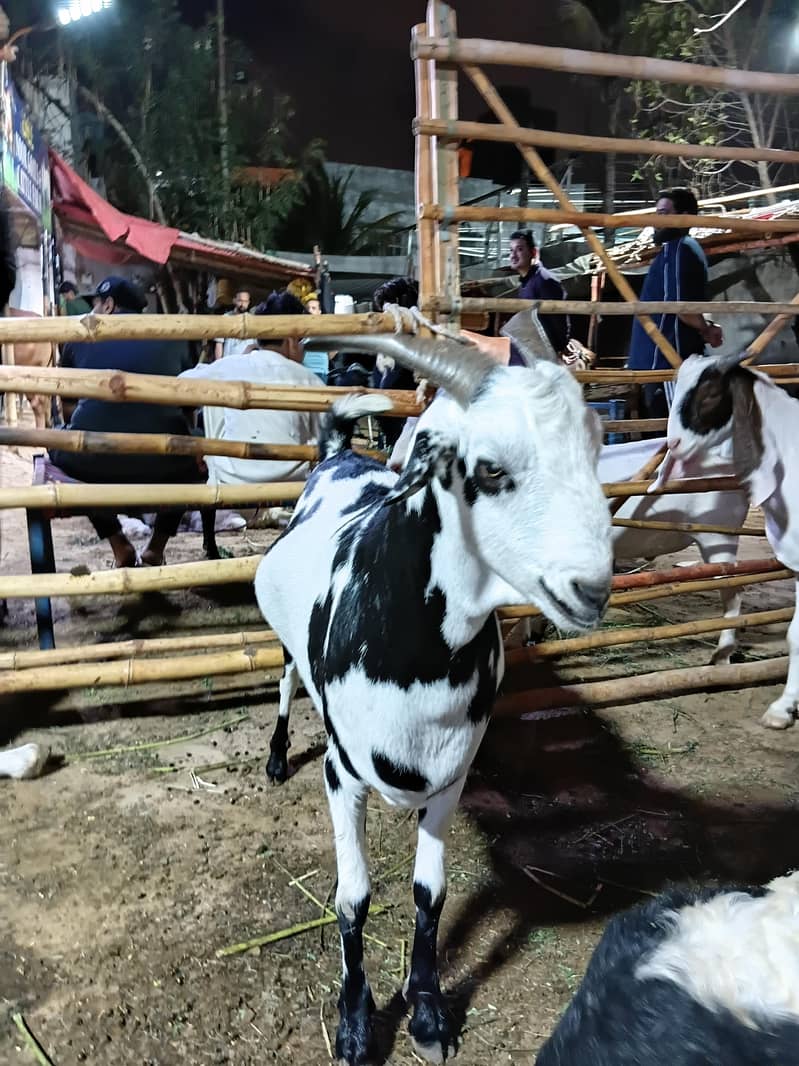 teddy bakra 2