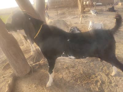 Bakra / male Goat  For sale