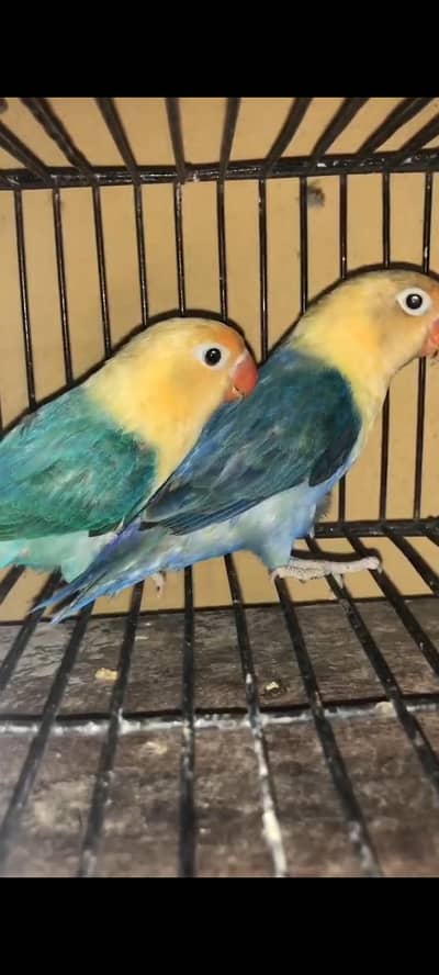 Par Blue Opline|Yellow Opline|Albino|Green Fisher|Love Birds|Birds