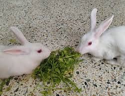 16 months k kareeb age ha breeder pair ha