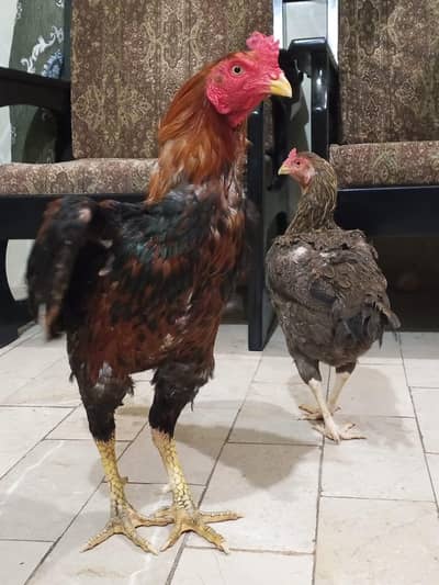 Aseel Murga Murgi Pair