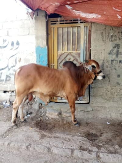 MashaAllah Khubsurat 2 Daat Ka Bail For Sale | Heavy Qurbani Bail
