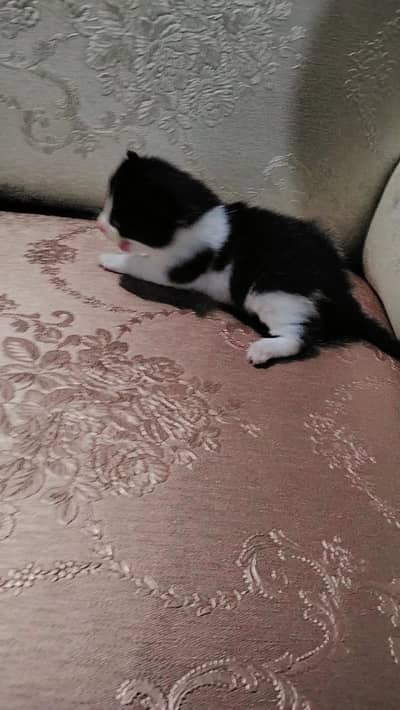 Persian kittens available hein