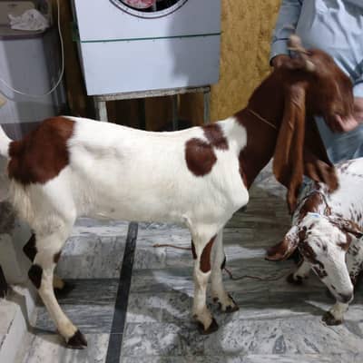 bakra for sale