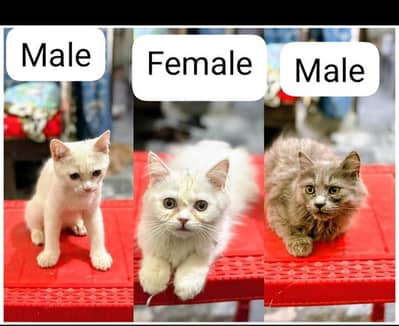 2 male and 1 female