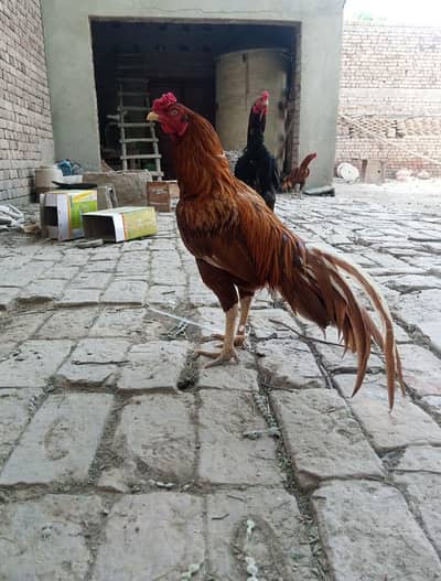 assel breeder pair