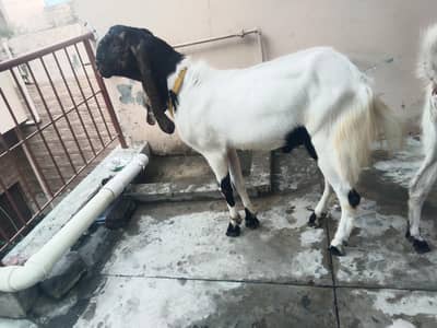 Bakra jori for sale
