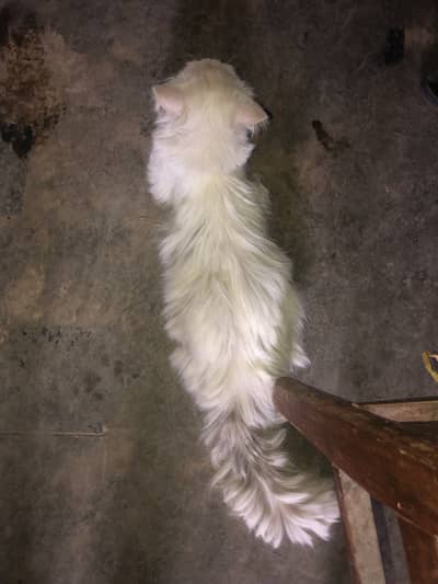 TRIPPLE coated male for stud/mating