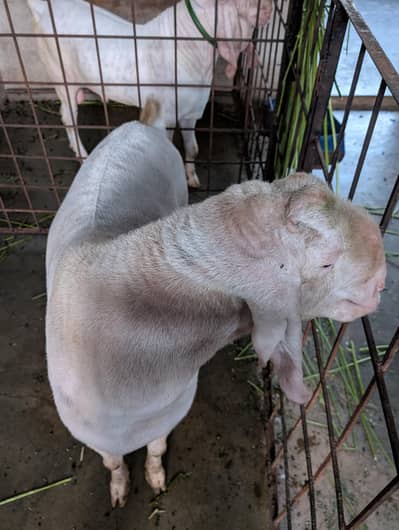 Bakra