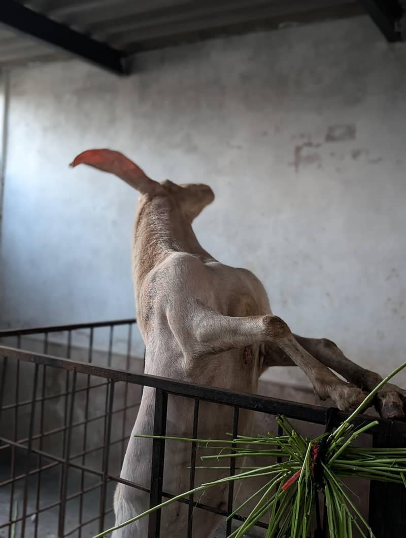 Bakra 1