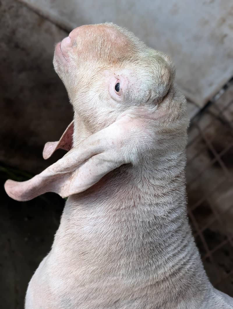 Bakra 2