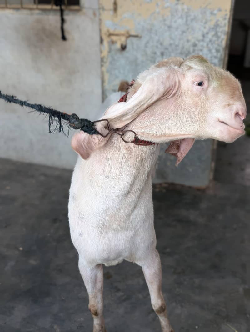 Bakra 3