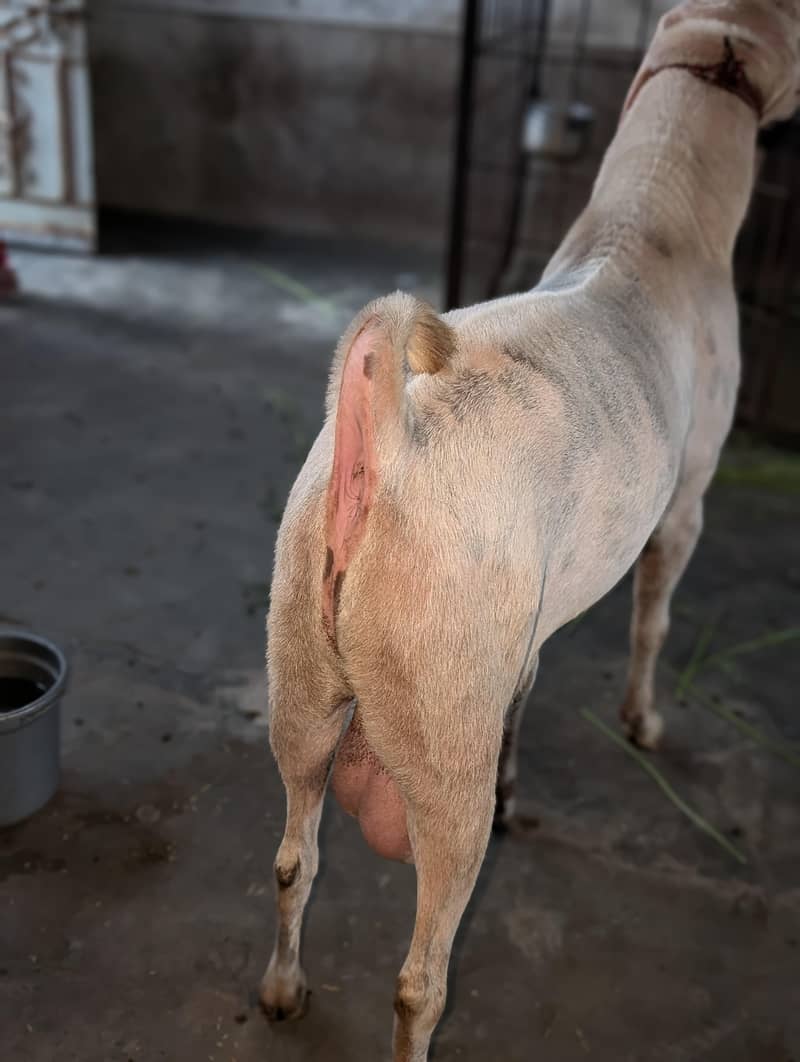 Bakra 4