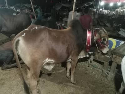 Cow's for shell