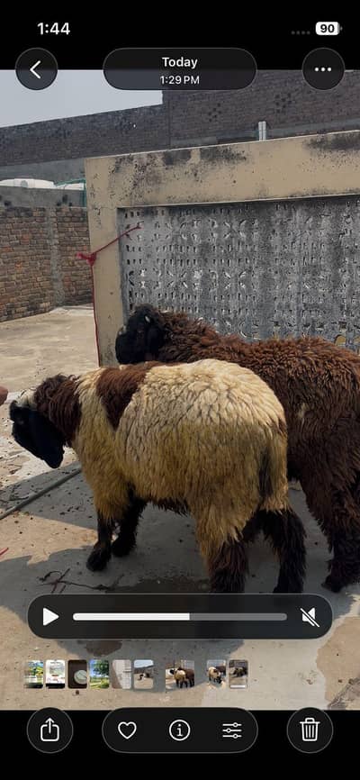 dumbay/sheep