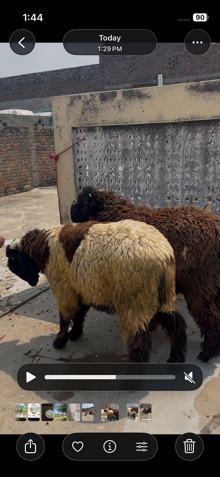 dumbay/sheep 0
