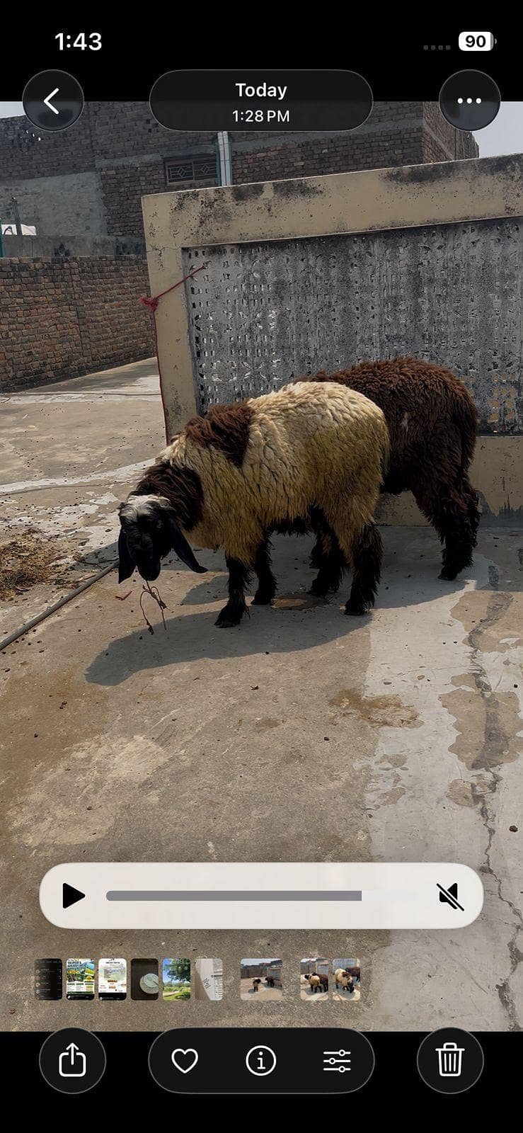 dumbay/sheep 3
