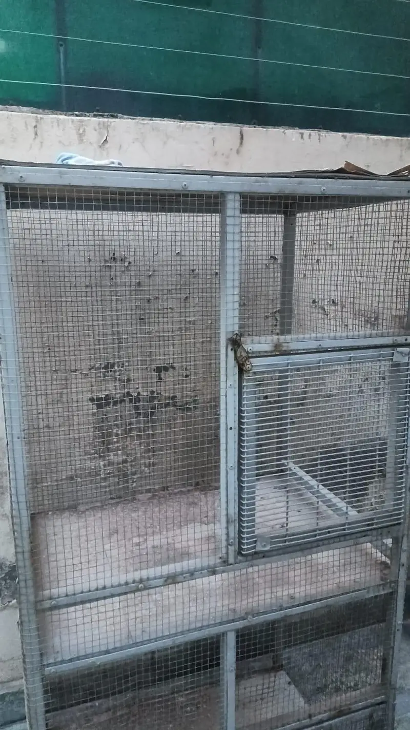 cage birds — photo 2