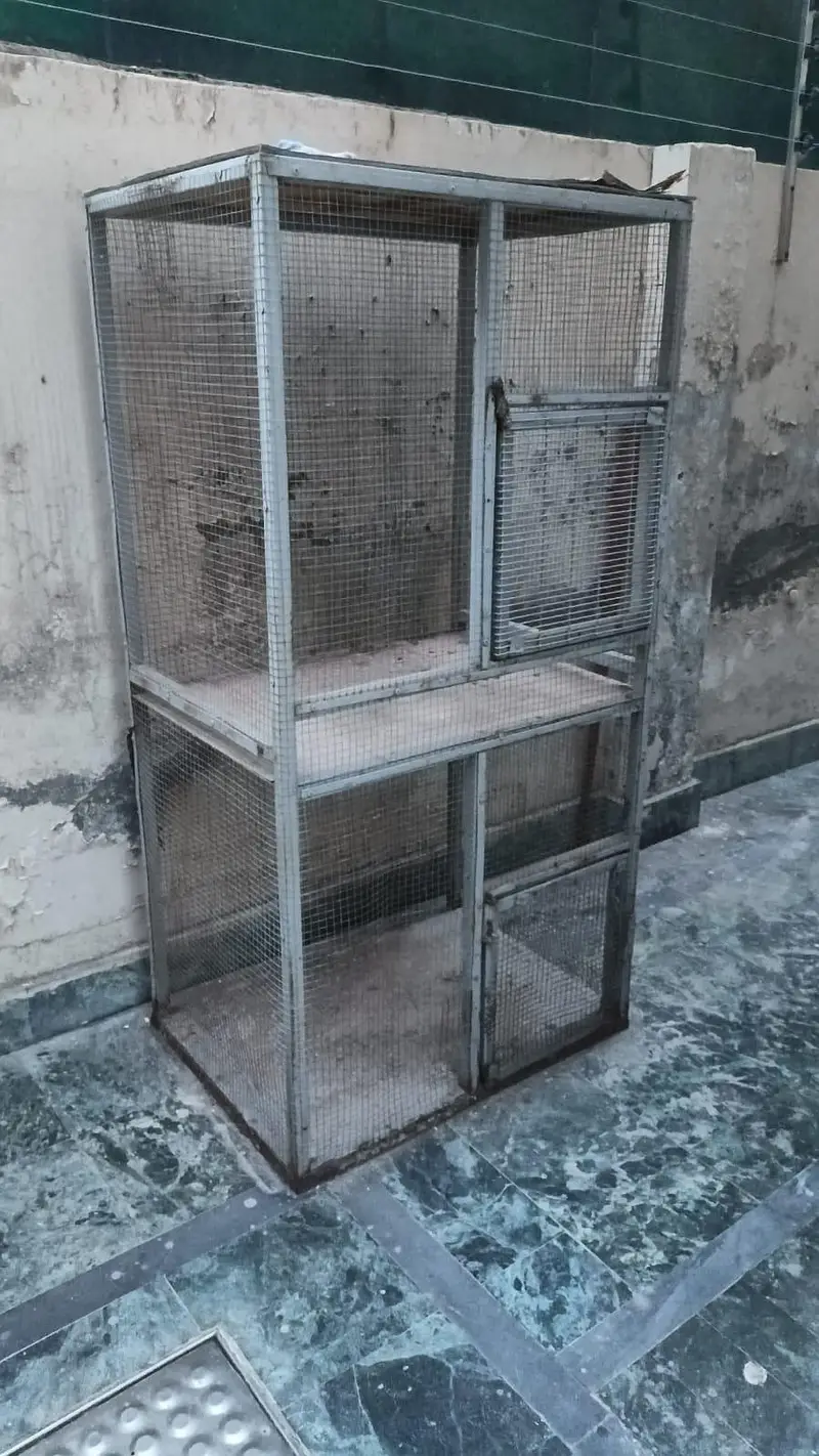 cage birds — photo 3