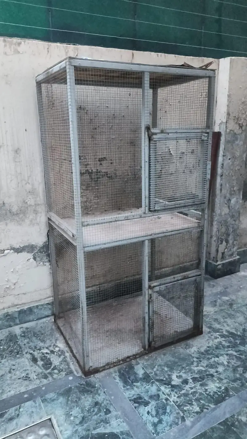 cage birds — photo 4