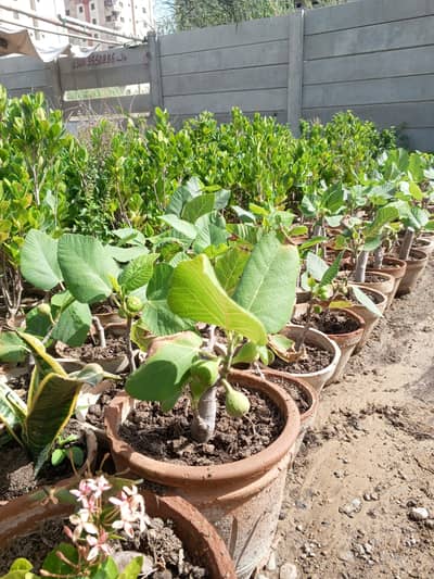 “Anjeer Farming at Home | Easy Steps for Beginners”