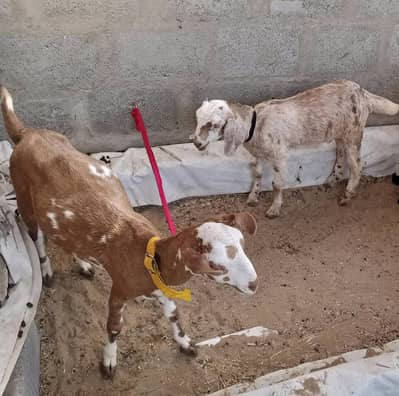Teddy goats two females urgent sale