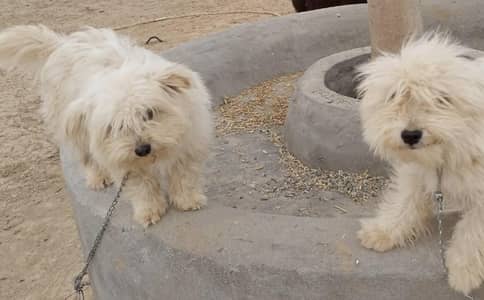 male dog