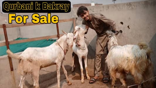 Qurbani k Bakray For Sale, 1 Gulabi Sindhi ,2 Rajan Puri Cross, 3 ddp