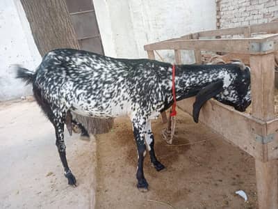 برائے فروخت