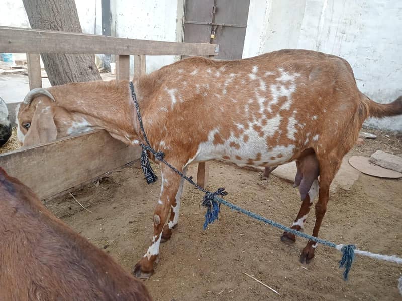 برائے فروخت 1