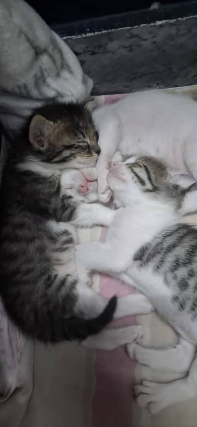 Kittens for Adoption
