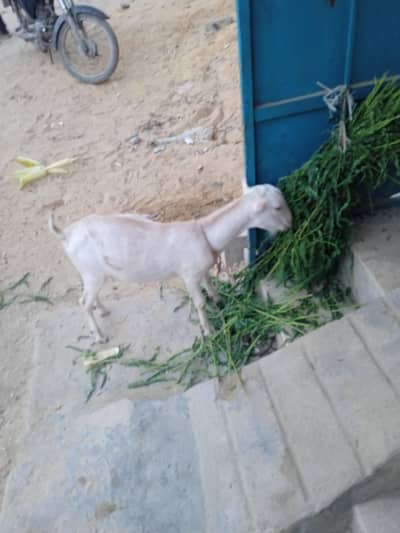 bakra ha