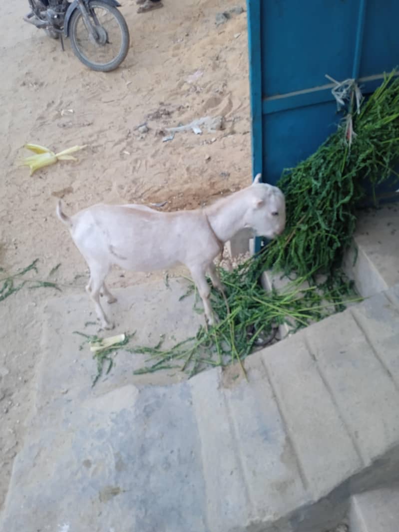 bakra ha 1