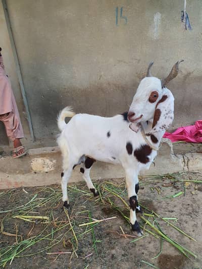 Bakra for eid Qurbani