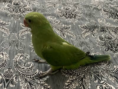 Hand tame green parrot 2.5 month